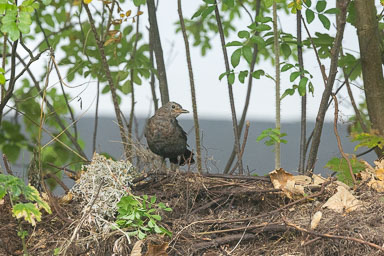 02. Vögel bis 05.2023