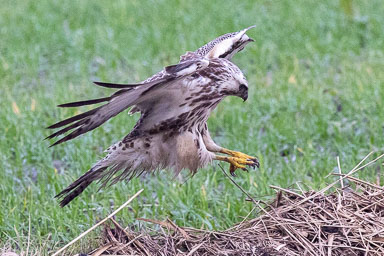02. Vögel bis 05.2023