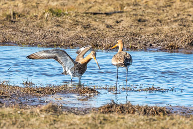 02. Vögel bis 05.2023