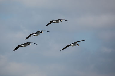 04. Niederlande bis 2021
