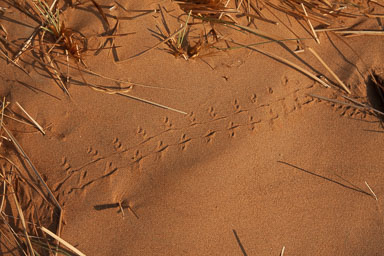 12. Oman & Sharjah 2009