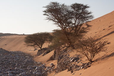 20090128_3464_main.jpg