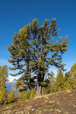 03. Schweiz bis 2020