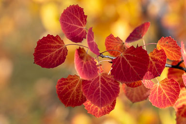 03. Schweiz bis 2020