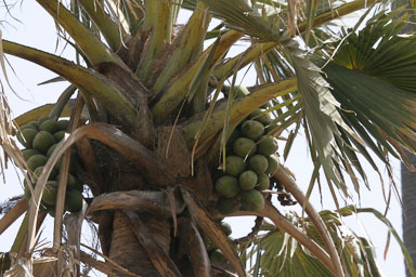 14. Senegal 2006