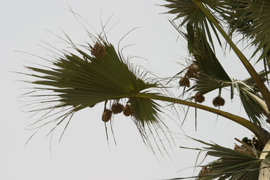 14. Senegal 2006