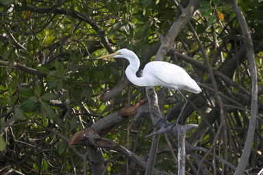 14. Senegal 2006