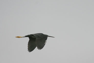 14. Senegal 2006