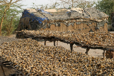 14. Senegal 2006