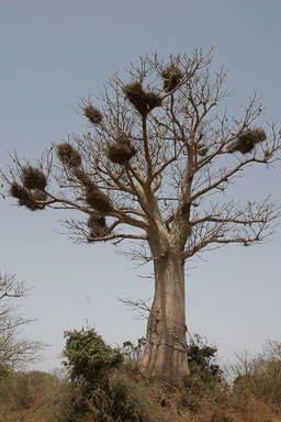 14. Senegal 2006