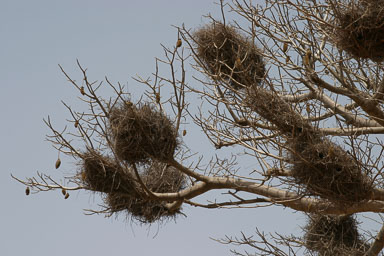 14. Senegal 2006