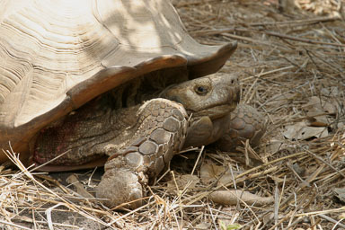 14. Senegal 2006