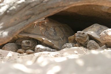 14. Senegal 2006