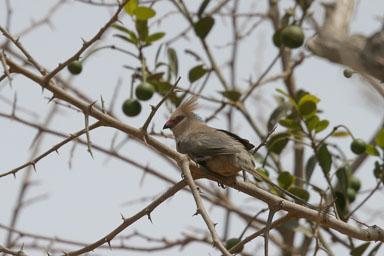 14. Senegal 2006