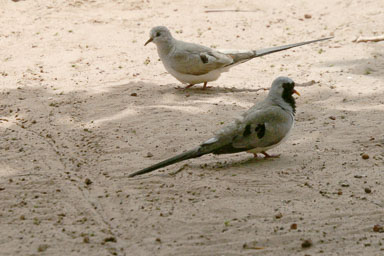 14. Senegal 2006