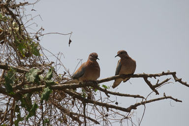 14. Senegal 2006