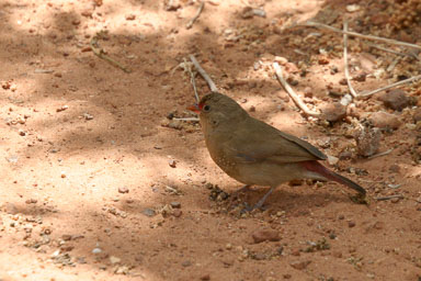 14. Senegal 2006
