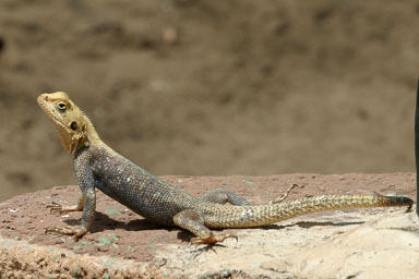 14. Senegal 2006