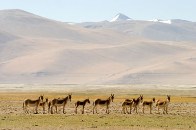 15. Shimla - Leh 2004