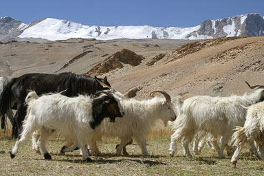 15. Shimla - Leh 2004