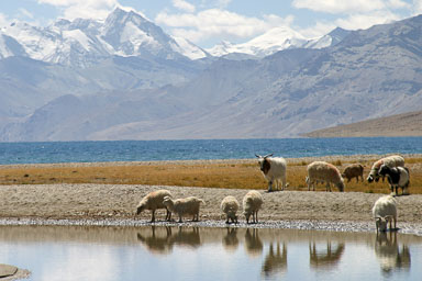 15. Shimla - Leh 2004